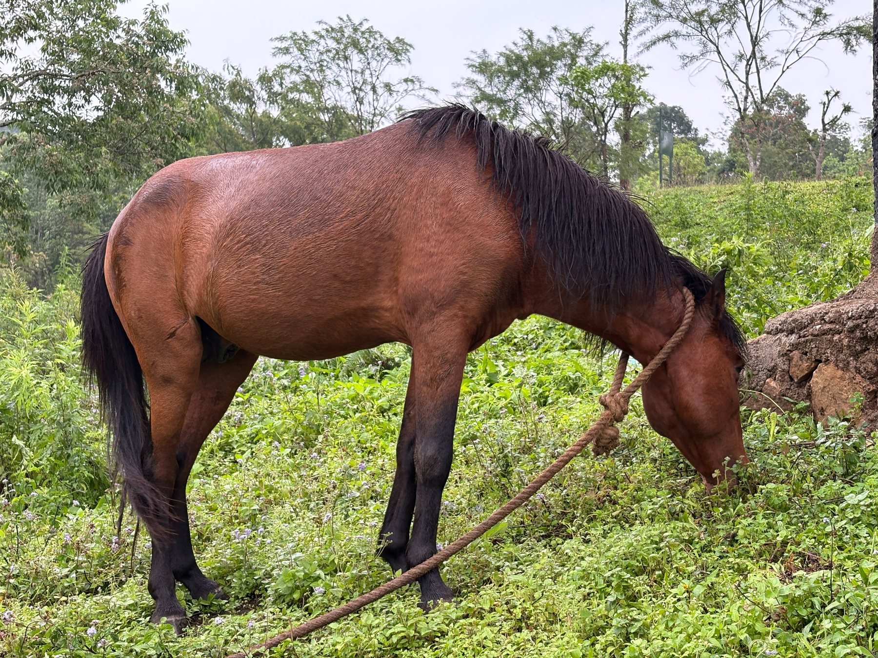 Pony at Da-Wan-Ki